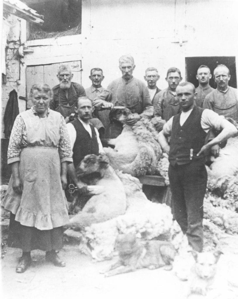 1920 Schafschur in Hottorf
